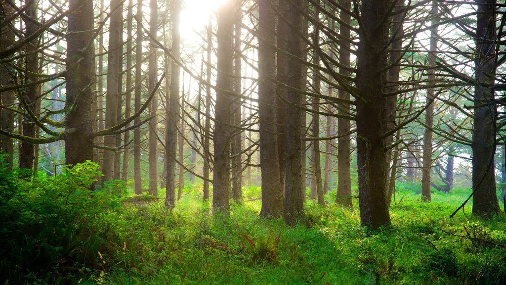 Parque estatal Cape Arago ofreciendo imágenes de bosques