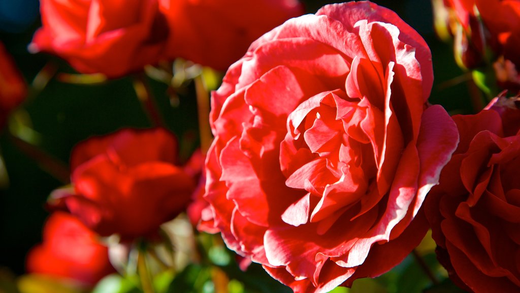 Shores Acres State Park som visar blommor