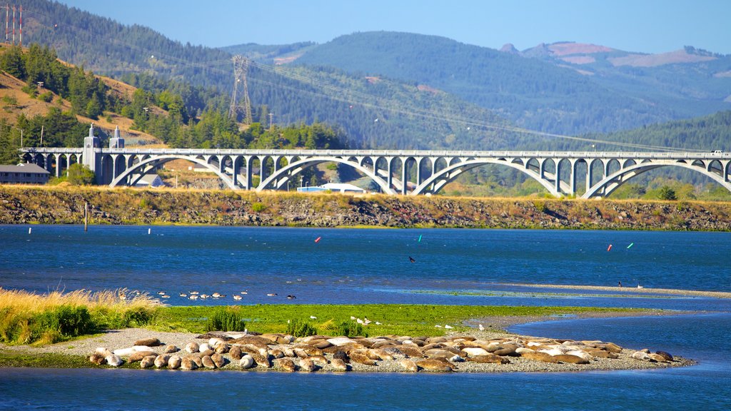 Patterson Bridge which includes a bridge and a river or creek