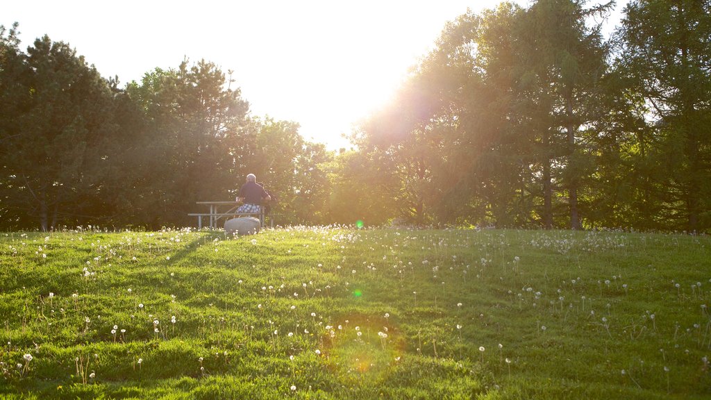 Brockville showing a garden, a sunset and wild flowers