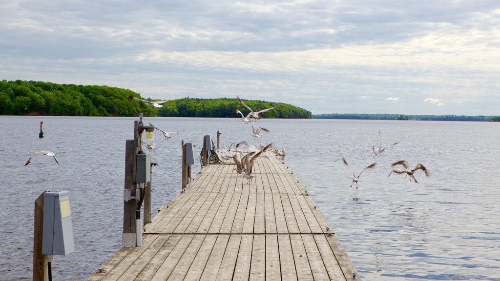 Westport featuring bird life