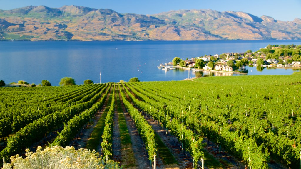 Quails\' Gate Estate Winery showing a river or creek and farmland