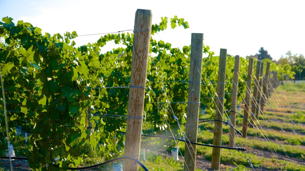 Quails\' Gate Estate Winery showing farmland