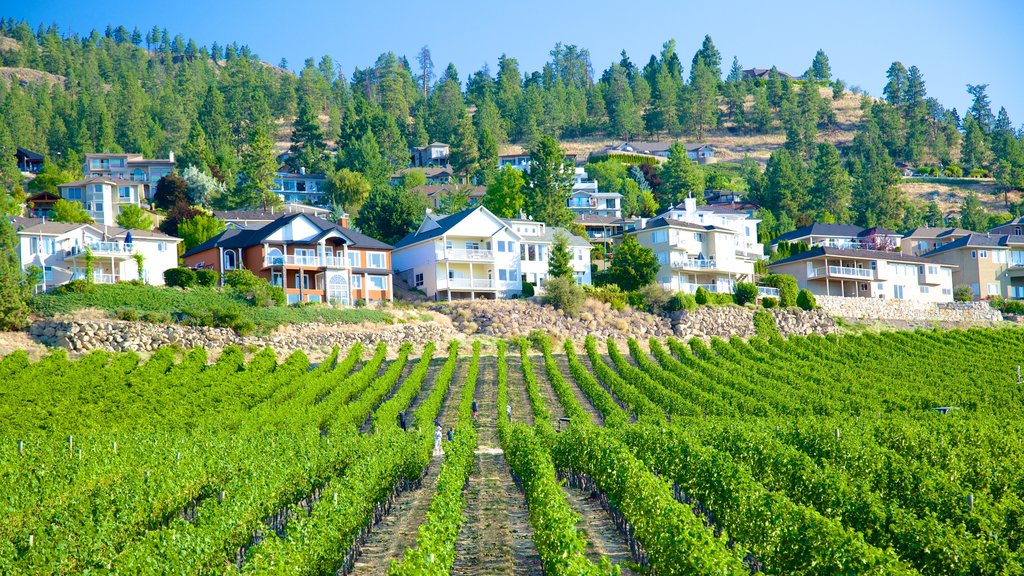 Quails\' Gate Estate Winery showing a house and farmland