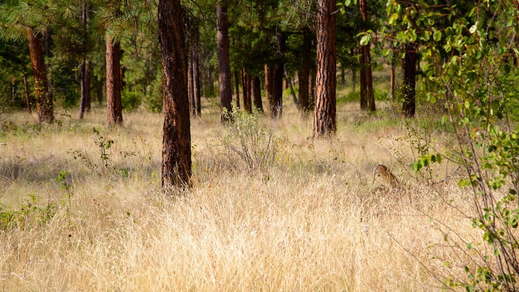 Scenic Canyon Regional Park showing forests