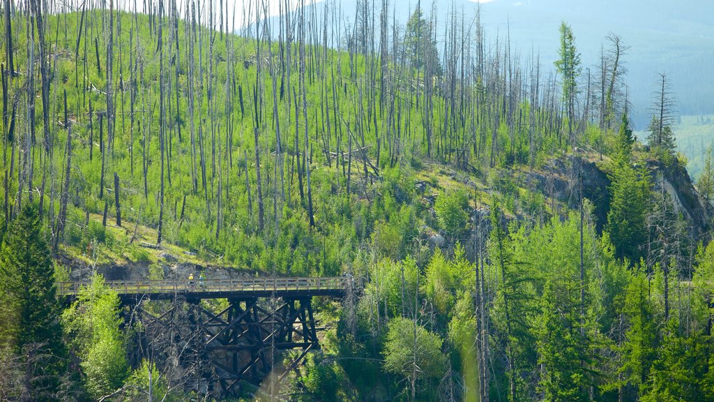 Myra-Bellevue Provincial Park showing a bridge and forest scenes