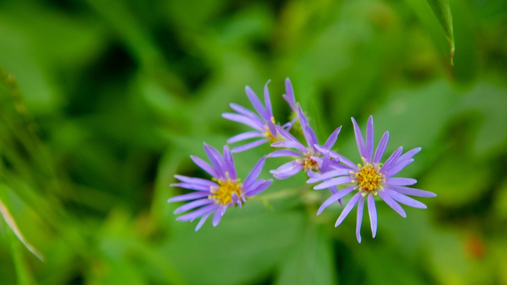 Parque provincial Myra-Bellevue que incluye flores