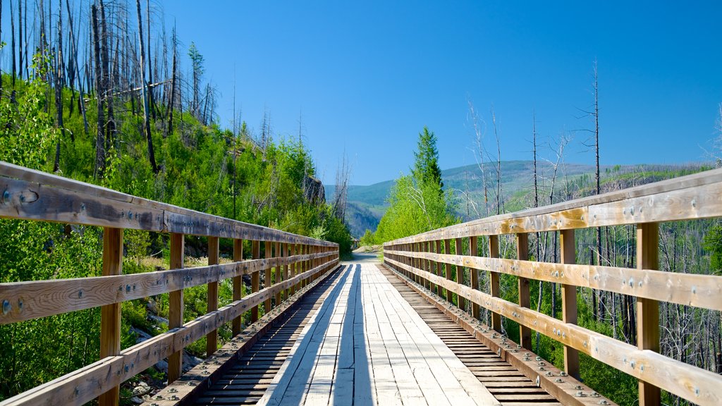 Parque provincial Myra-Bellevue ofreciendo un puente y imágenes de bosques