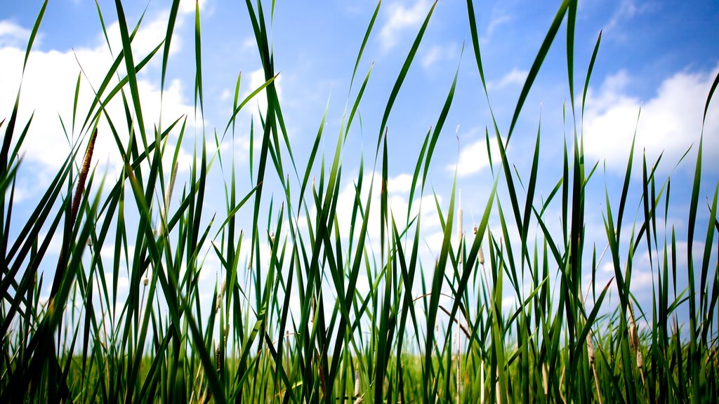 Nationaal park Point Pelee