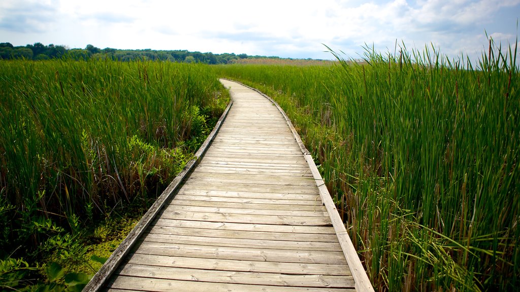 Point Pelee National Park mostrando uma ponte e pântano