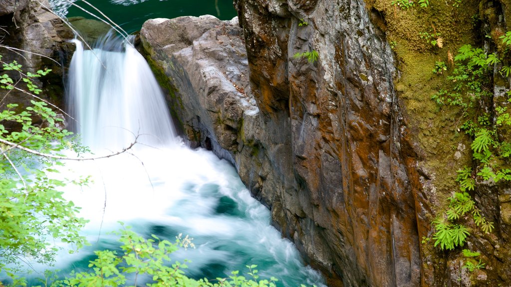 Little Qualicum Falls Provincial Park showing a cascade