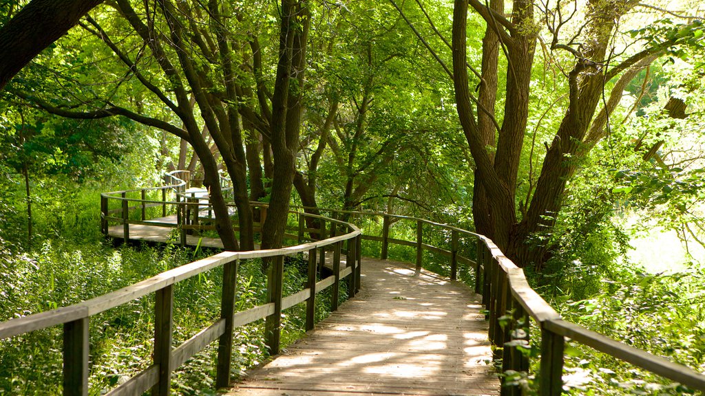 Collingwood que incluye un puente y imágenes de bosques