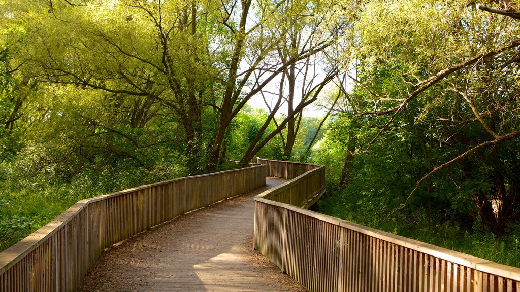 Collingwood showing forests and a bridge