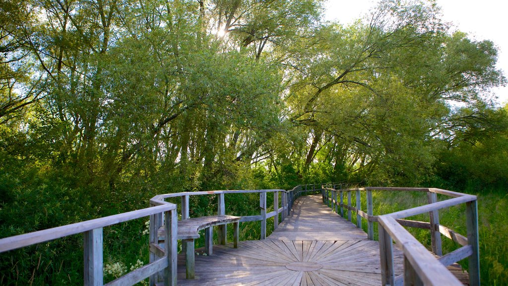 Collingwood showing a bridge and forests