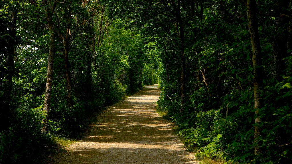 Point Pelee National Park mostrando bosques