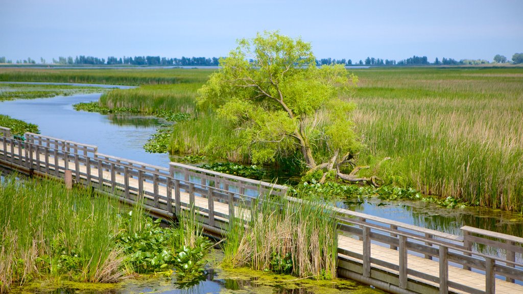 Point Pelee National Park showing wetlands and a bridge