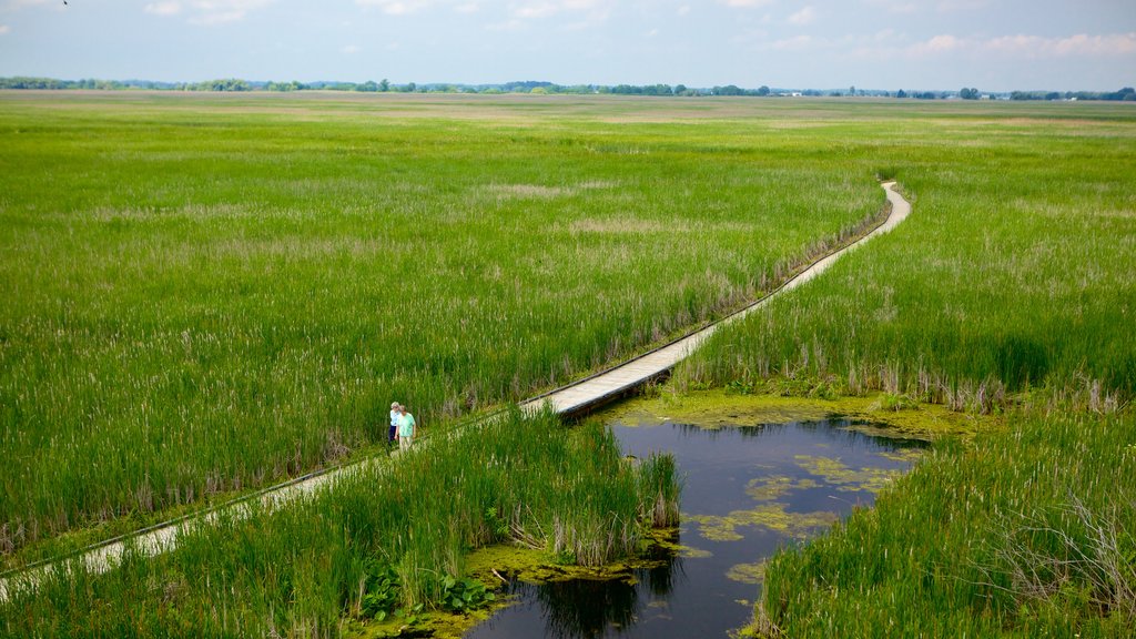 Point Pelee National Park mostrando escenas tranquilas, un puente y humedales