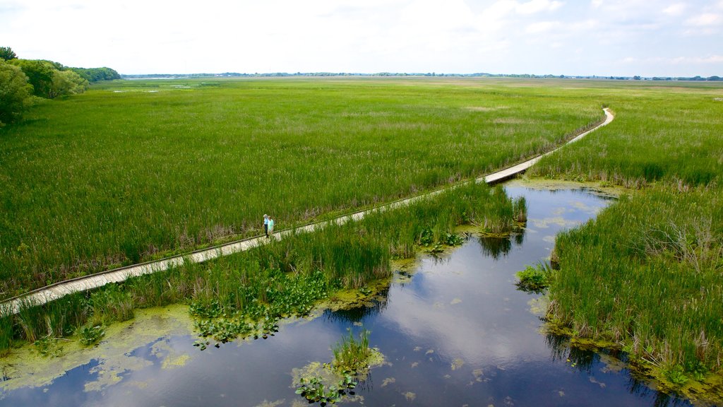 Point Pelee National Park mostrando un puente, pantano y escenas tranquilas