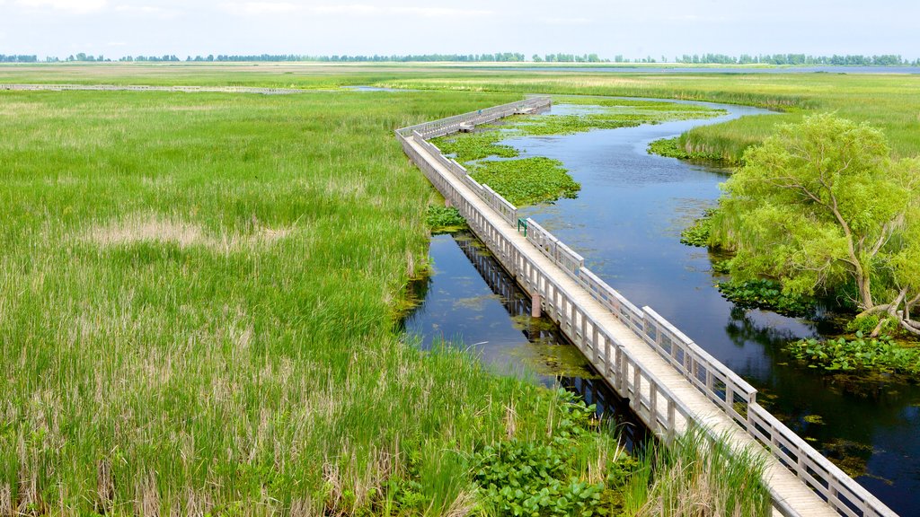 Point Pelee National Park mostrando escenas tranquilas, humedales y un puente