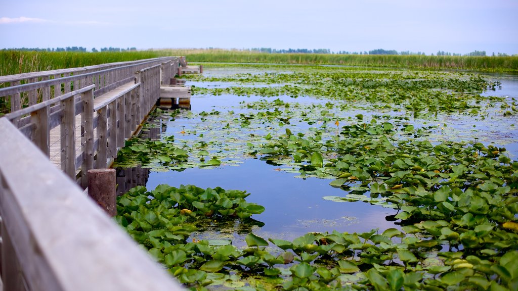 Nationaal park Point Pelee bevat een brug en wetlands