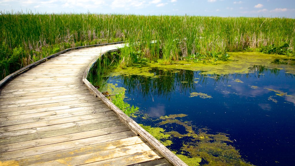 Point Pelee National Park mostrando humedales, un puente y un estanque