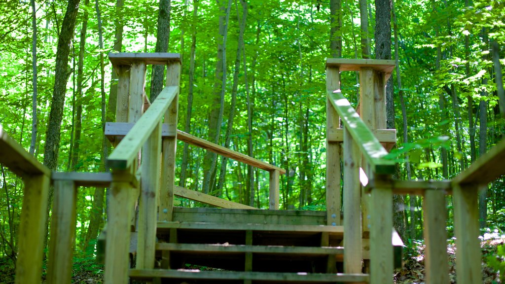 Georgian Bay Islands National Park que incluye un puente y escenas forestales