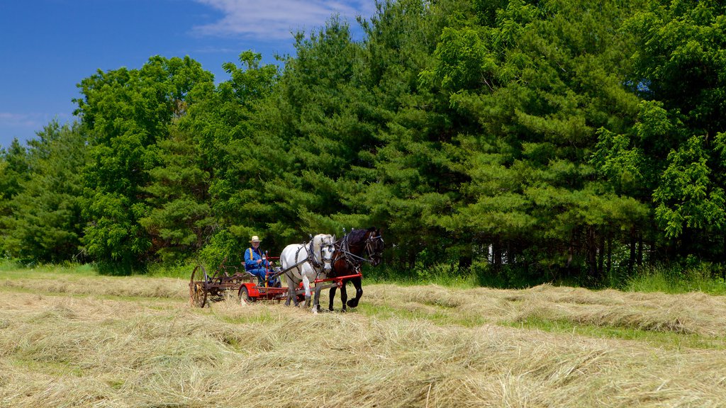 Fanshawe Pioneer Village which includes land animals and farmland as well as an individual male