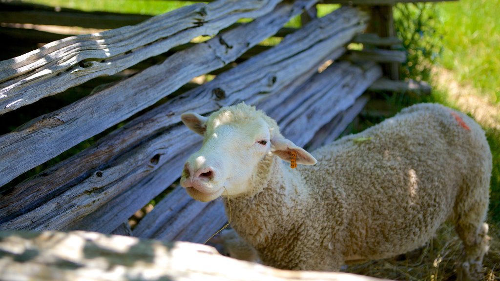 Fanshawe Pioneer Village , London, Ontario, Canadá ofreciendo animales tiernos y tierras de cultivo