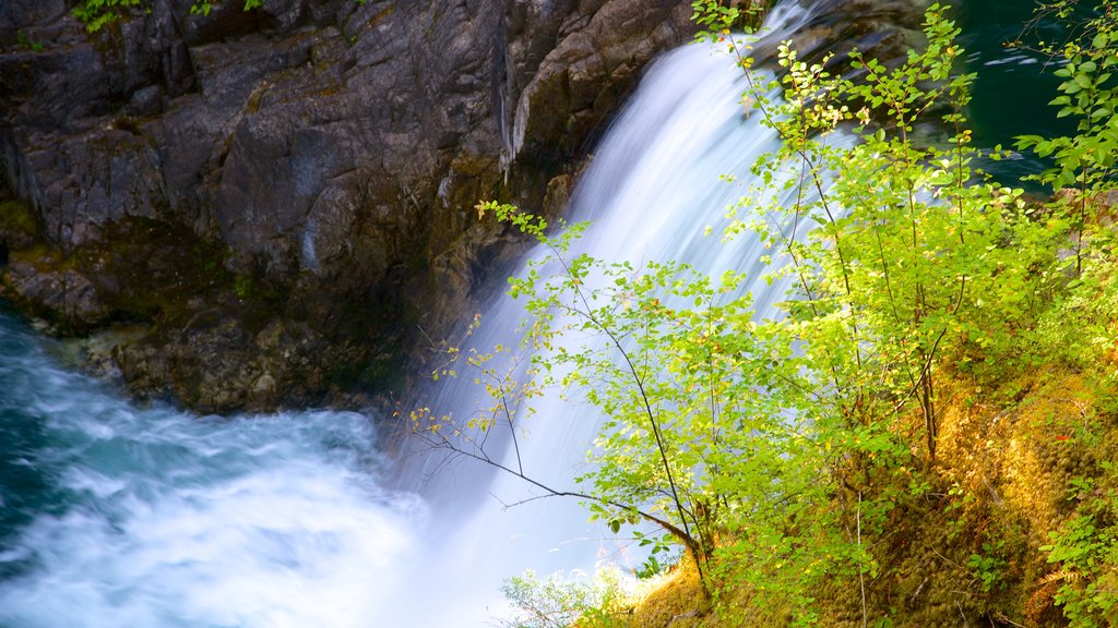 Little Qualicum Falls Provincial Park showing a waterfall