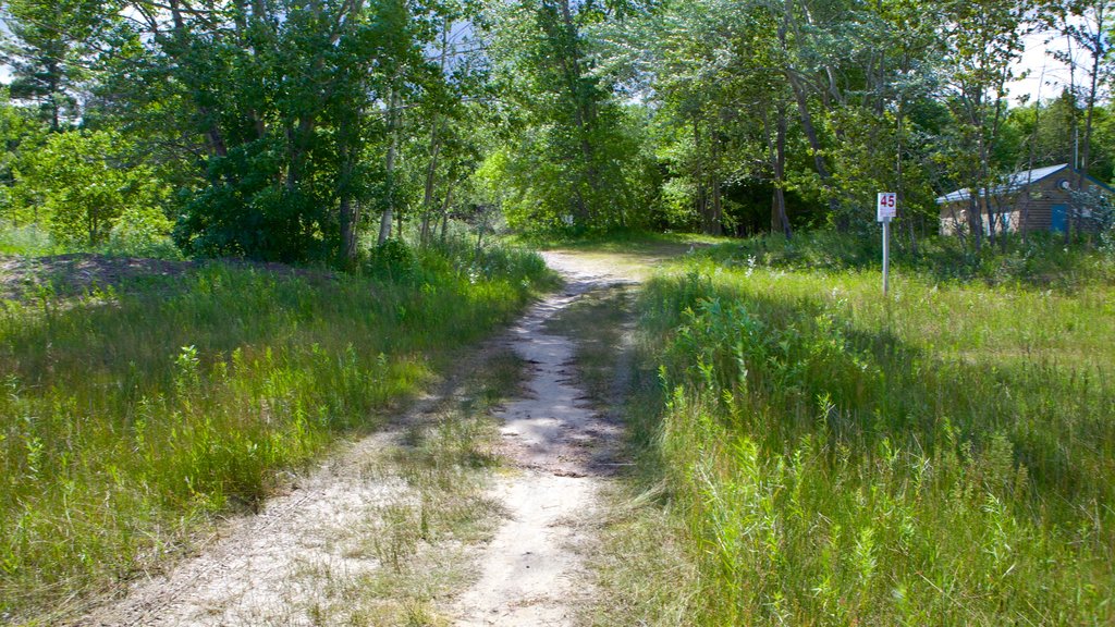 Wasaga Beach Provincial Park das einen Wälder