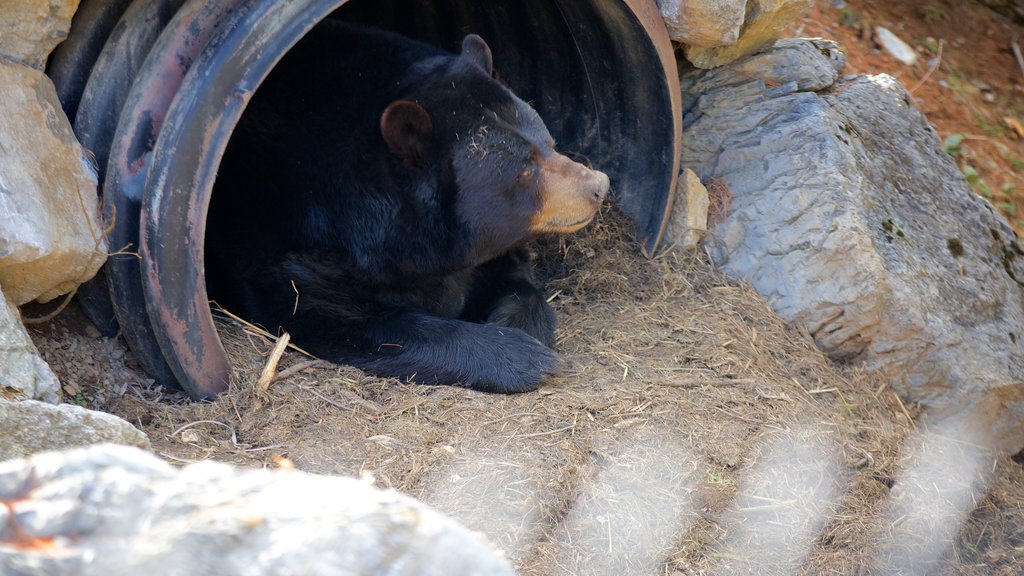 ZooAmerica que inclui animais perigosos, animais terrestres e animais de zoológico