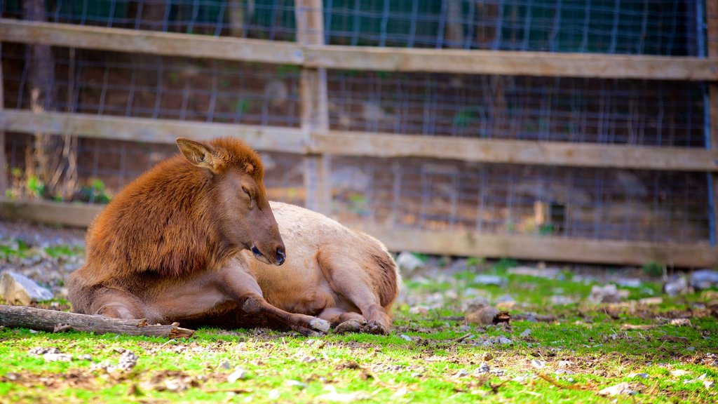 ZooAmerica que incluye animales terrestres y animales del zoo