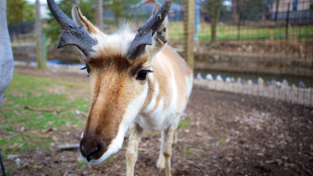 ZooAmerica que incluye animales y animales del zoo