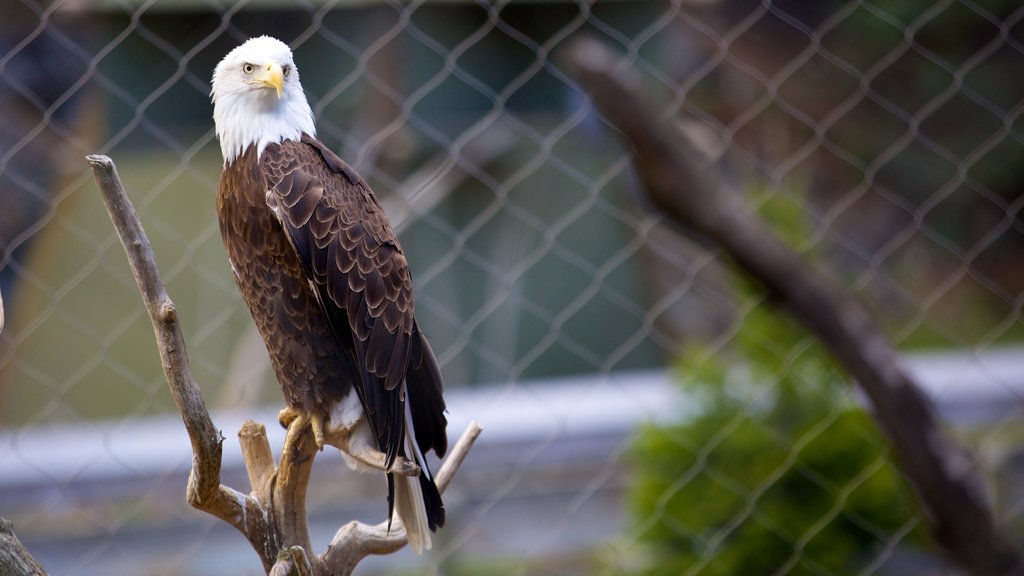 ZooAmerica som omfatter fugleliv og dyr fra zoologisk have