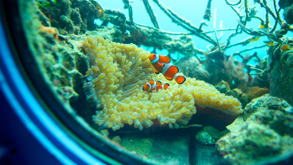 Busena Marine Park showing interior views and marine life