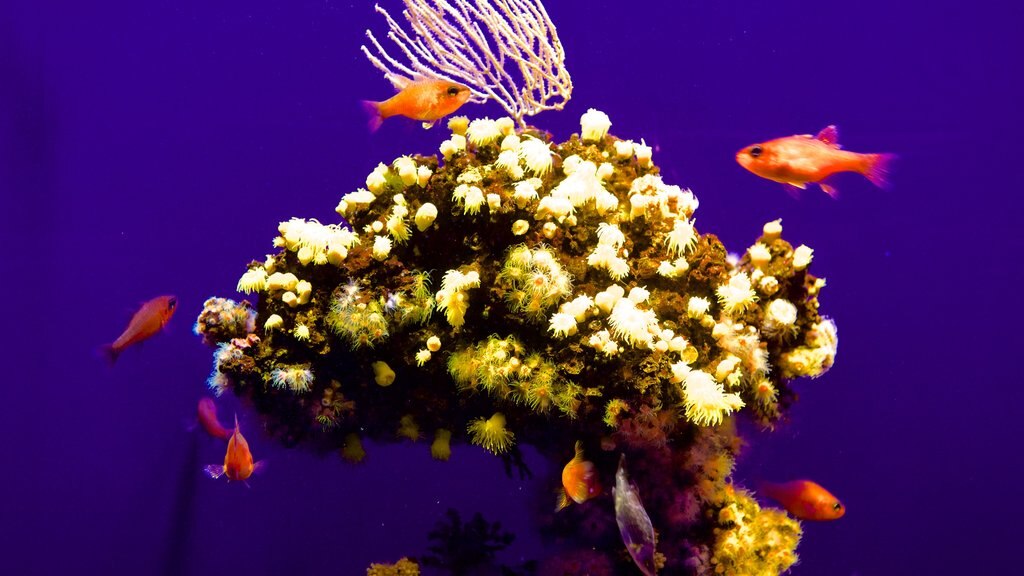 Palma Aquarium showing marine life and coral