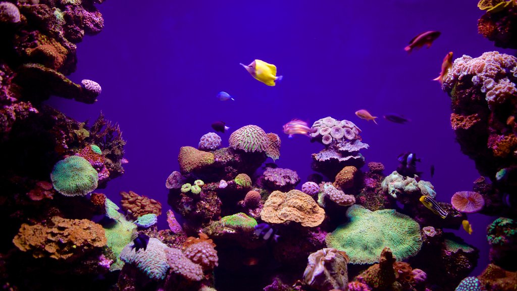 Palma Aquarium featuring marine life and colorful reefs