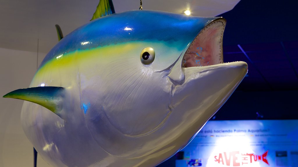 Palma Aquarium que inclui vistas internas e vida marinha