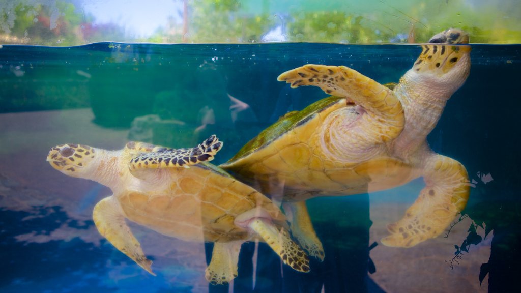 Aquarium de Palma montrant vie marine