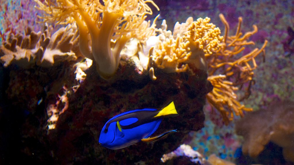 Okinawa Churaumi Aquarium which includes colourful reefs and marine life