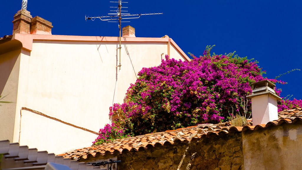 Porto-Vecchio which includes flowers