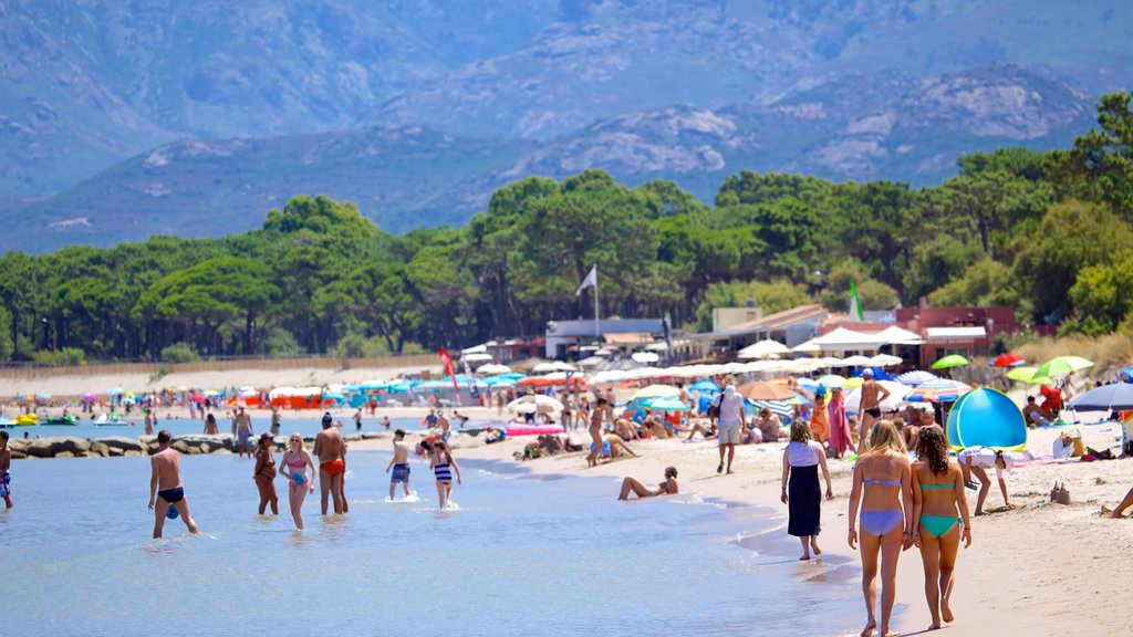 Calvi Beach showing a sandy beach as well as a large group of people