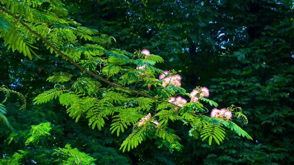 Jardim Botânico que inclui flores