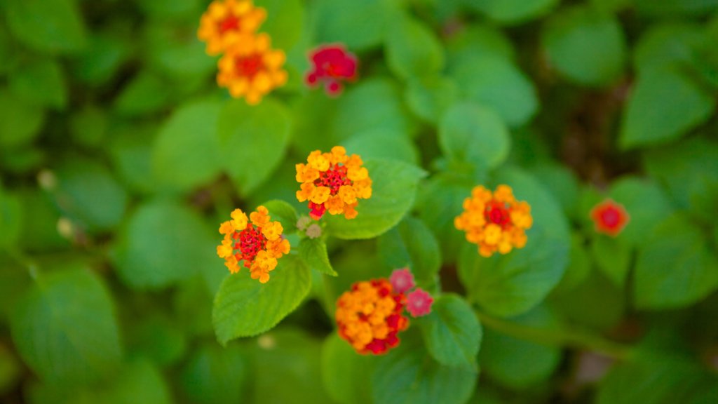 Lower Barrakka Gardens showing flowers