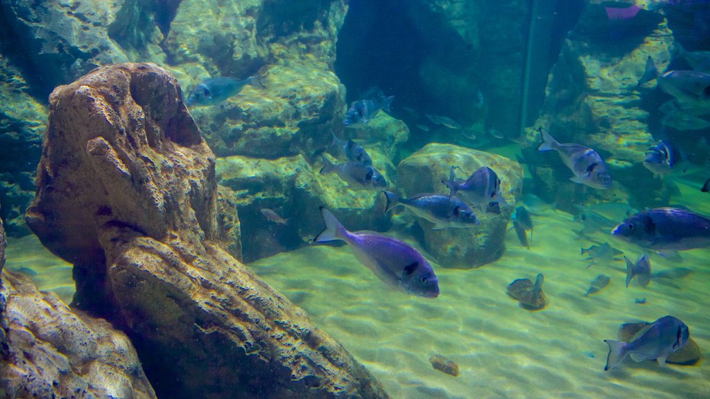 Malta National Aquarium featuring marine life