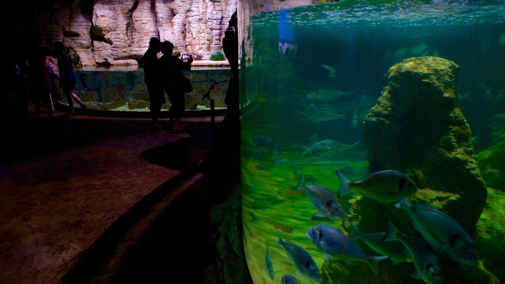 Malta National Aquarium mostrando vistas internas e vida marinha