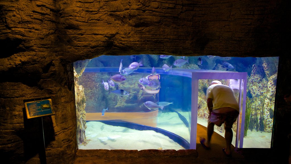 Acuario Nacional de Malta que incluye vida marina y vistas interiores y también un hombre