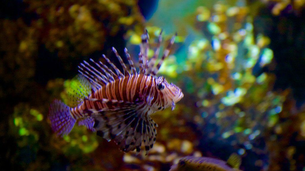 Malta National Aquarium caracterizando vida marinha