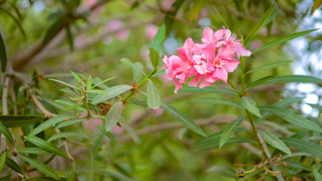 De Nedre Barrakka-haver som omfatter blomster