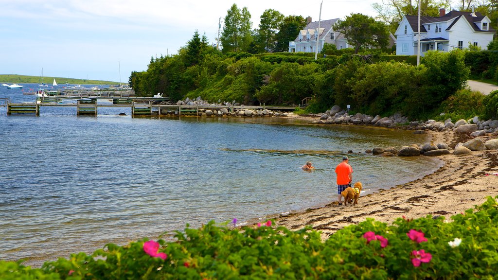 Chester som viser kystby, blomster og svømming